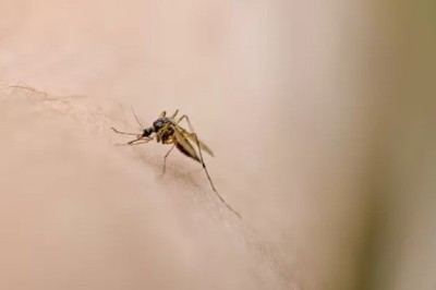 Why Mosquitoes Are Skipping the 'Invasion' Despite Ideal Conditions - The Truth Revealed!