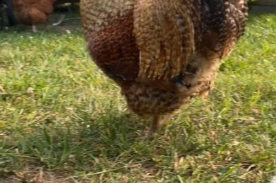 Hilarious Video: Rooster and Hen Left in Awe - You Won't Believe Their Reactions!