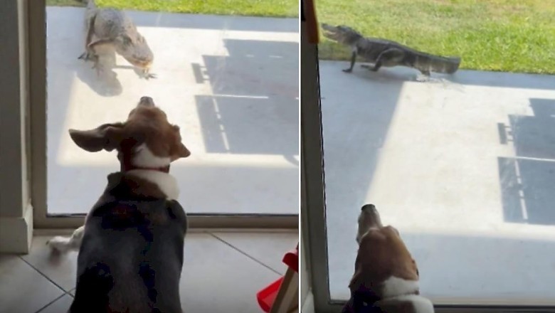 Fearless Dog Scares Off Crocodile - The Unlikely Hero of Land o' Lakes