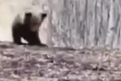 Bear-y Funny Boogie: Tiny Bear Takes the Dance Floor by Storm!