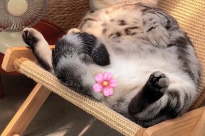 Cat Nap Chronicles: Hilarious Compilation of a Sleeping Cat