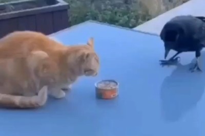 Epic Tuna Heist: Watch as a Crafty Crow Outsmarts a Purr-plexed Cat for Tasty Treasure!