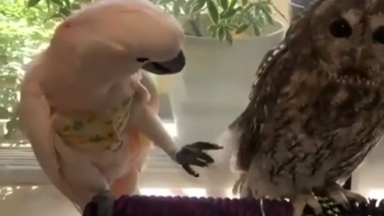 Feathered Frenzy: Hilarious Video Captures Parrot and Owl's Unlikely Friendship!