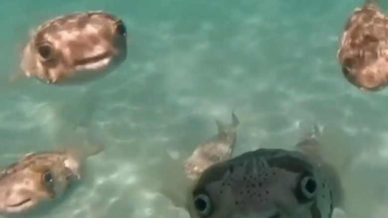 Fin-tastic Fins: The Most Handsome Fish in the Sea!