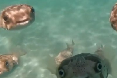 Fin-tastic Fins: The Most Handsome Fish in the Sea!