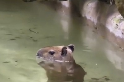 Marmot Makeover: Swimming Sensation or Water Wimp?