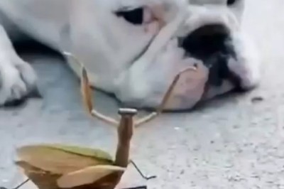 Pawsitively Hilarious: Comedy Compilation of Crazy Funny Pets!