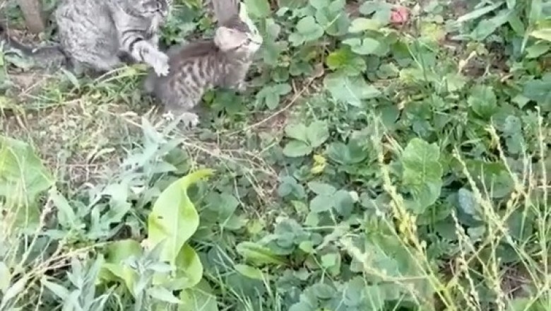 Pawsitively Purrlarious: Tiny Kitten Attempts Epic Climbing Adventure with Hilarious Results!