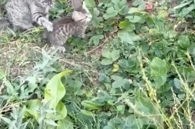 Pawsitively Purrlarious: Tiny Kitten Attempts Epic Climbing Adventure with Hilarious Results!