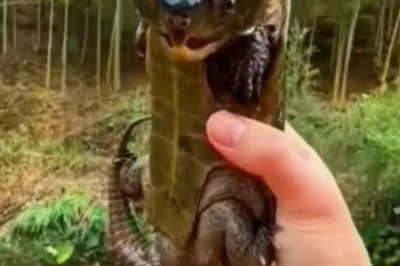 Reptilian Rendezvous: Unbelievable Video Unveils the Strange World of Reptiles!