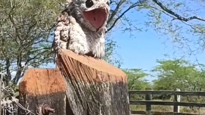 The Great Bird Debate: Hilarious Video Shows Bird Genius in Action!