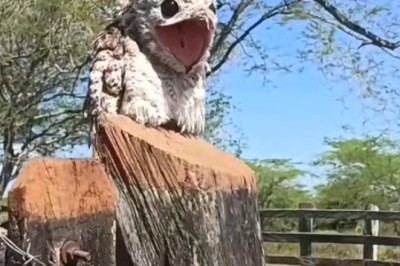 The Great Bird Debate: Hilarious Video Shows Bird Genius in Action!