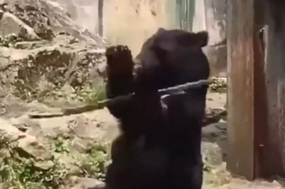 Unbearably Cute: Hilarious Bear Shows off Mochako Skills, Wins Hearts Everywhere!