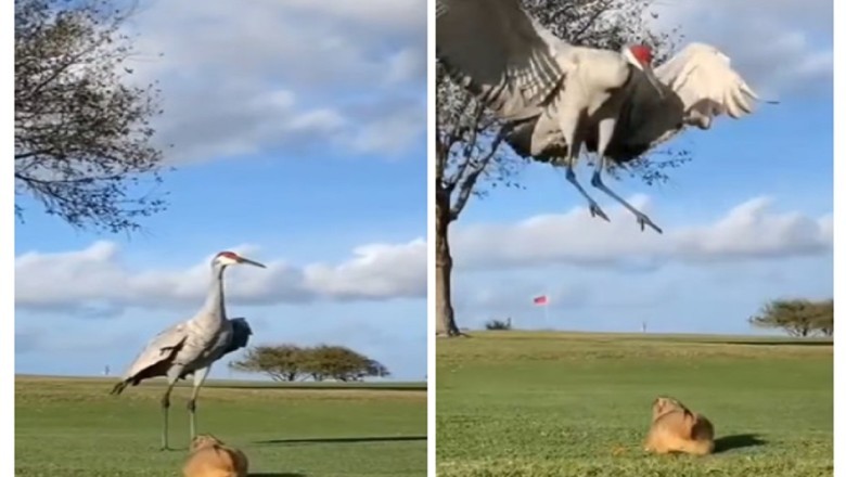 Unraveling the Enigma: Marmot's Audacious Encounter with Two Sandhill Cranes Caught on Camera
