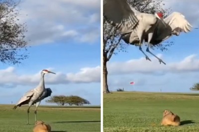 Unraveling the Enigma: Marmot's Audacious Encounter with Two Sandhill Cranes Caught on Camera
