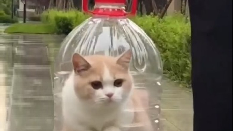 Watch: Man Attempts to Contain Cat-astrophe in Oil Bottle!