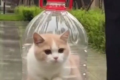 Watch: Man Attempts to Contain Cat-astrophe in Oil Bottle!