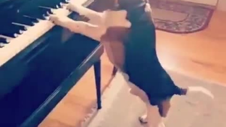 Hilarious Video: Dog Goes Viral with Epic Piano Duet!