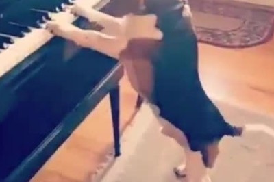 Hilarious Video: Dog Goes Viral with Epic Piano Duet!