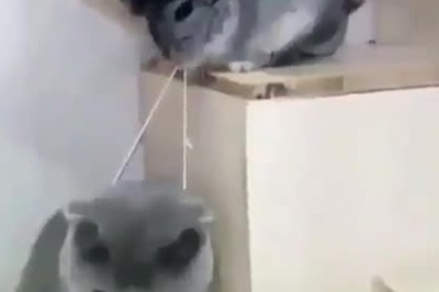 Mice to Meet You: The Surprising Saga of a Cat Ruled by a Big Mouse!