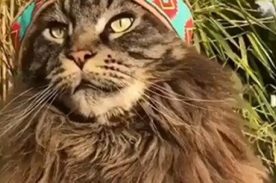 Paw-ty Crasher Alert: Cat Goes Wild in the Ultimate Feline Fiesta!