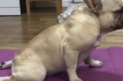 Pawlates Masterclass: Hilarious Dog Shows Off His Fitness Routine!