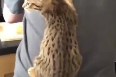 Purr-sistence Pays Off: Watch Hilarious Cat Hitching a Ride on Owner's Back!
