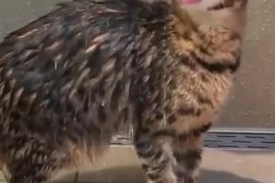 The Wet & Wild Chronicles: Cat's Hilarious Bath-time Shenanigans Revealed!