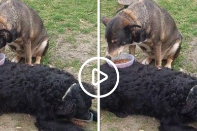 Uniting Canine Hearts: A Delightful Tale of Friendship and Feasting