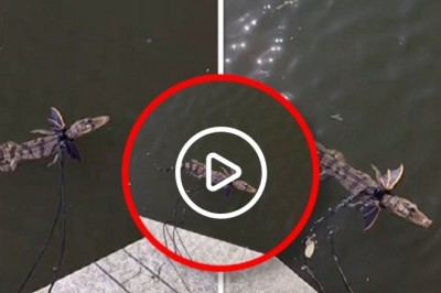 Unlikely Companions: A Bizarre Scene on the Promenade