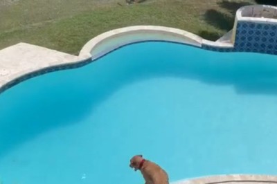 Dive Into Laughter: Watch This Hilarious Dog Take On the Pool!