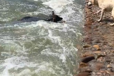Hero Dog Saves Dog From Drowning!