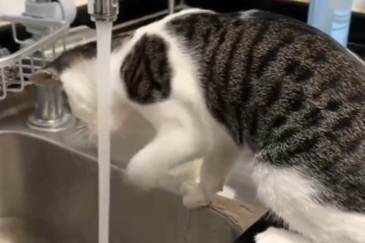 Hilarious Cat Struggles to Turn Off Tap!