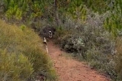 Hilarious Raccoons Steals the Show with Its Quirky Antics!