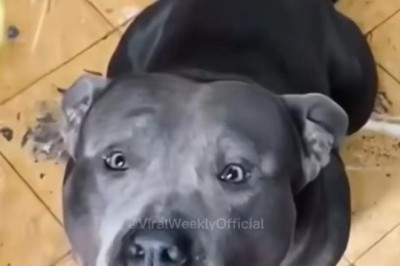 Hilarious Reactions: Dogs Try Lemon for the First Time and It's Pure Comedy Gold!