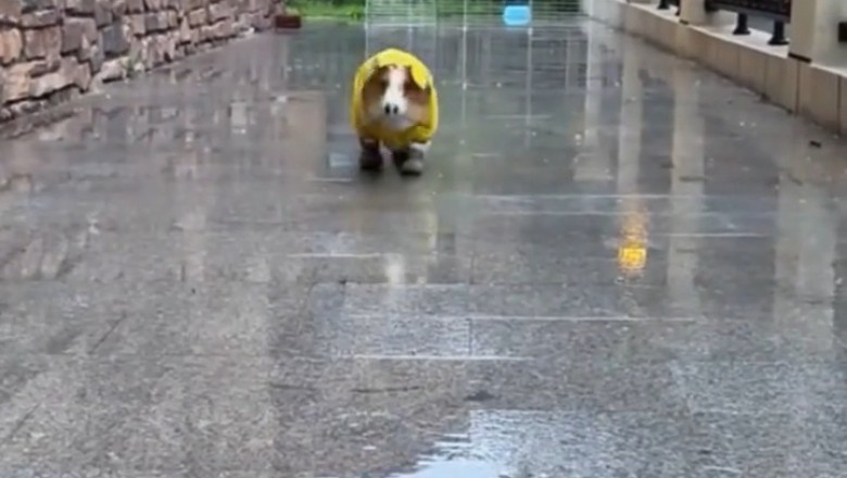 Hilarious Video Alert: Doggo Strutting in Style with Rain Gear Fashion Show!