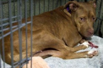 Gracie's Incredible Journey: From Lost to Found