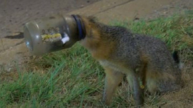 Ohio Police Officers to the Rescue: A Heartwarming Tale of Compassion and Courage