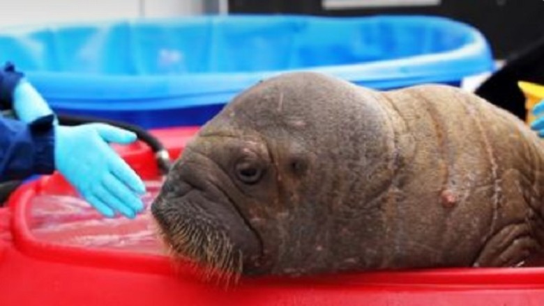 Rescued and Thriving: Heartwarming Journey of Orphaned Pacific Walrus Calf