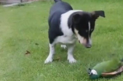 Feather Fun: Naughty Dog Gets Flirty with Playful Parrot!