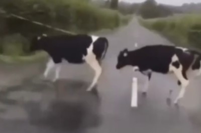 Mooving Mingle: The Naughty Cow Herd's Grazing Swap Encounter!