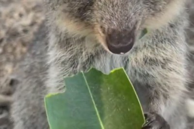 Pouch Play: Tiny Kangaroo Gets Messy with Breakfast Delight!