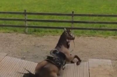 Riding Solo: When Horses Just Can't Even!