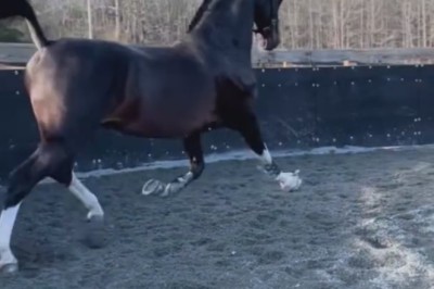 Saddle Up for 'Hidden Power Horse': A Wild Ride You Won't Forget!