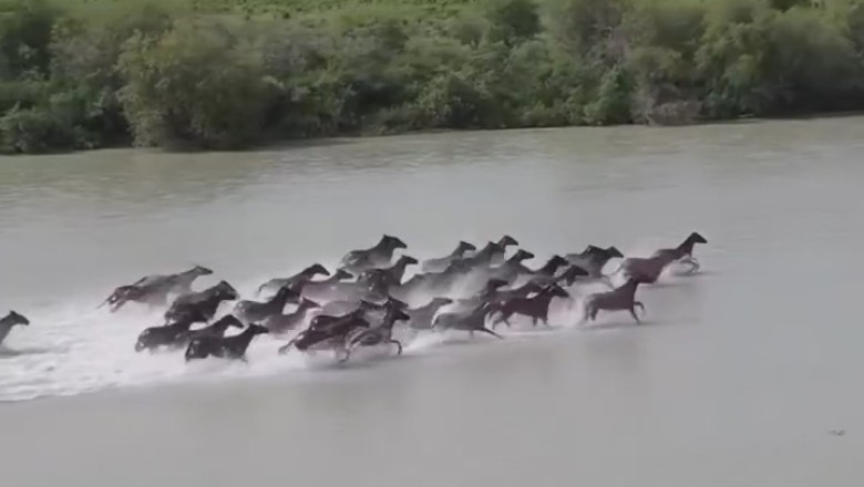 Splash 'n Gallop: Wet and Wild Horse Racing Carnage in the River!