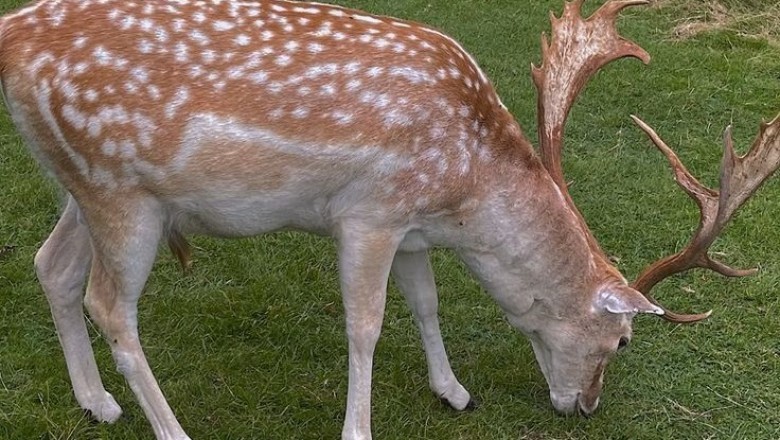 Unleashed Lust: The Gazelle's Sensual Grazing Adventure!