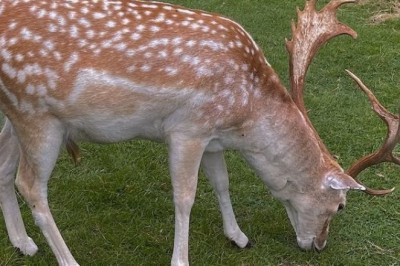 Unleashed Lust: The Gazelle's Sensual Grazing Adventure!