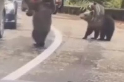 Wild Bear Encounter: When Bears Stop Traffic and Shake More Than Just Hands!