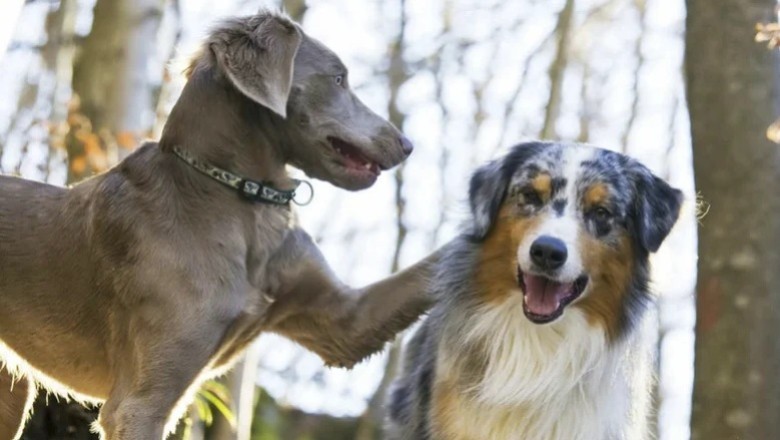 A Heartwarming Tale: Dog's Compassionate Care for Blind Shelter Puppy