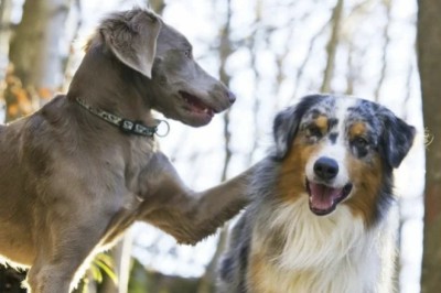 A Heartwarming Tale: Dog's Compassionate Care for Blind Shelter Puppy
